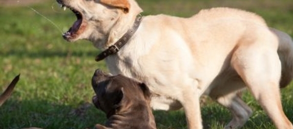 Köpek Saldırılarını Savuşturma Tekniği