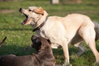 Köpek Saldırılarını Savuşturma Tekniği